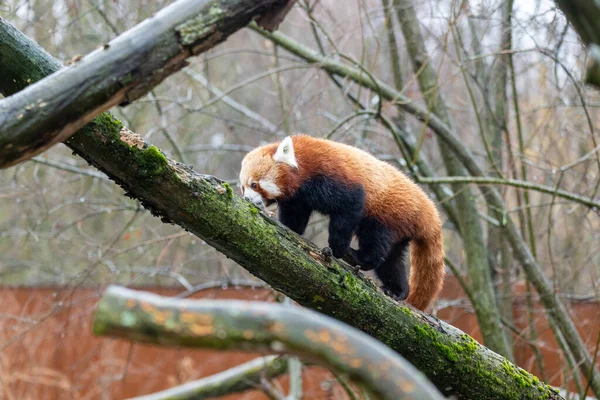Ormanda Bir Kızıl Panda — Stok fotoğraf
