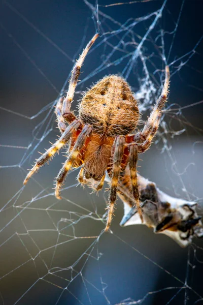 Beyaz Arkaplanda Örümcek Ağı — Stok fotoğraf
