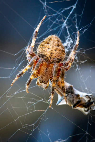 Spinnennetz Auf Weißem Hintergrund — Stockfoto