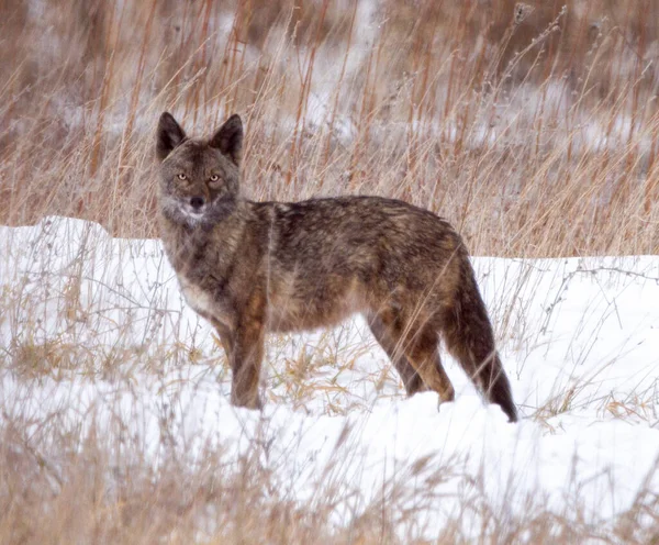 Kojot Naturze — Zdjęcie stockowe