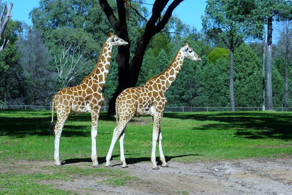Girafes Dans Zoo — Photo