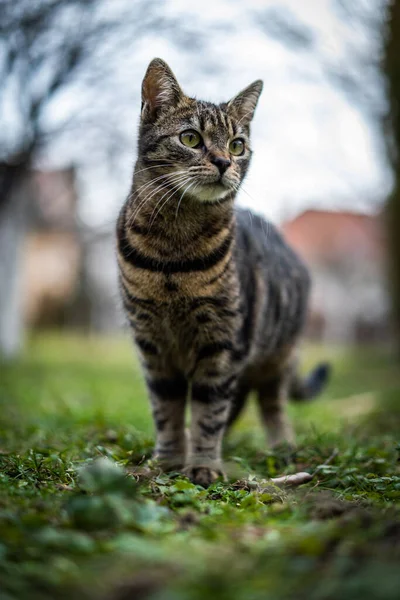 Katze Auf Der Straße — Stockfoto