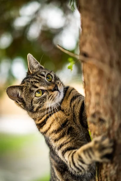 Gato Calle —  Fotos de Stock