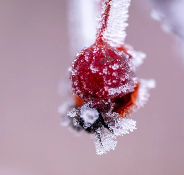 Donmuş Kırmızı Böğürtlenler Kar Arka Planında — Stok fotoğraf