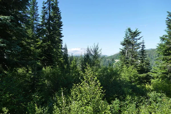 Groen Bos Bergen — Stockfoto