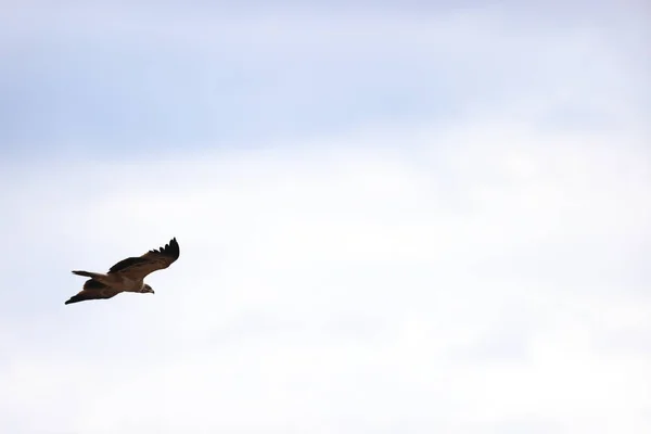 Ein Vogel Fliegt Den Himmel — Stockfoto