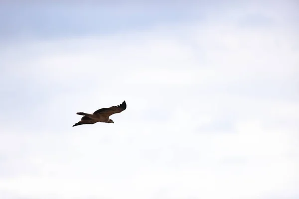 Eine Möwe Fliegt Den Himmel — Stockfoto