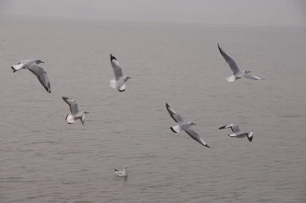 Gaviotas Volando Sobre Mar — Foto de Stock