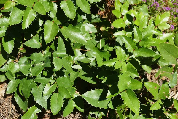 Grüne Blätter Eines Traubenstrauches — Stockfoto