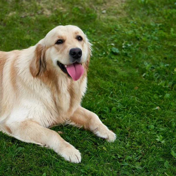 Собака Лежащая Траве — стоковое фото