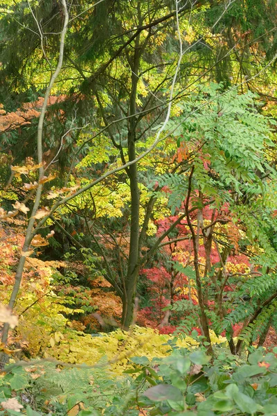 Autumn Leaves Fall Season Flora — Stock Photo, Image