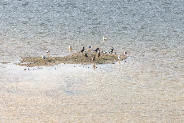海滩上的一群鸟 — 图库照片