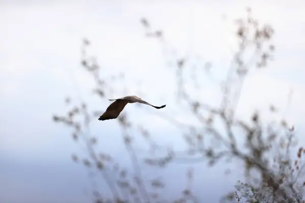 Witte Zilverreiger Het Meer — Stockfoto