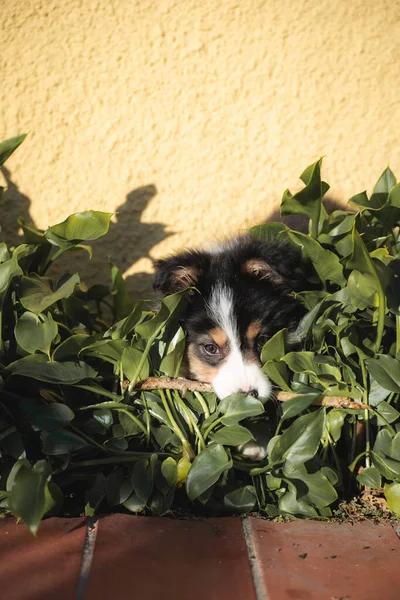 Ładny Pies Ogrodzie — Zdjęcie stockowe