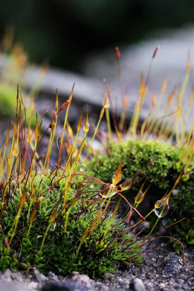 Mousse Verte Dans Forêt — Photo