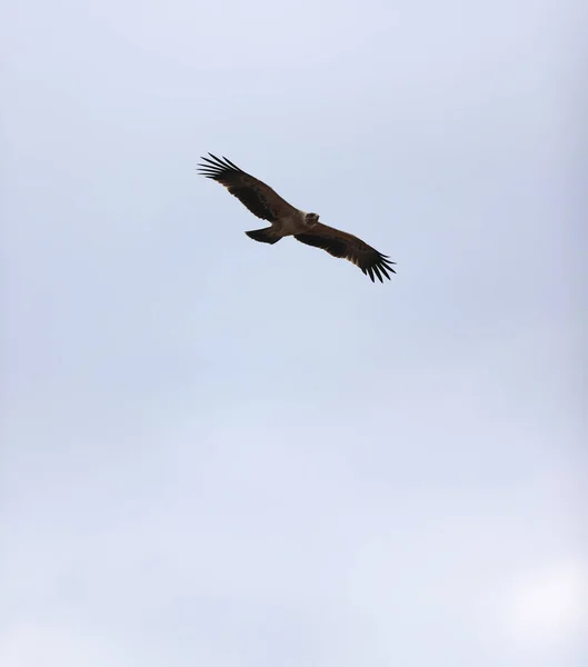 Ein Schöner Vogel Fliegt Den Himmel — Stockfoto