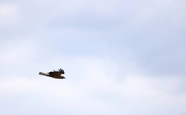 Eine Möwe Fliegt Den Himmel — Stockfoto