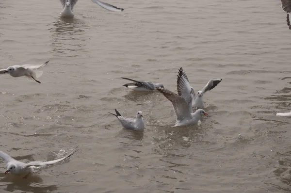 Mouettes Volant Dessus Mer — Photo