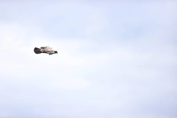 Pescăruşul Zburând Cer — Fotografie, imagine de stoc