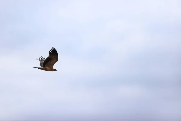 Hermoso Pájaro Volando Cielo — Foto de Stock