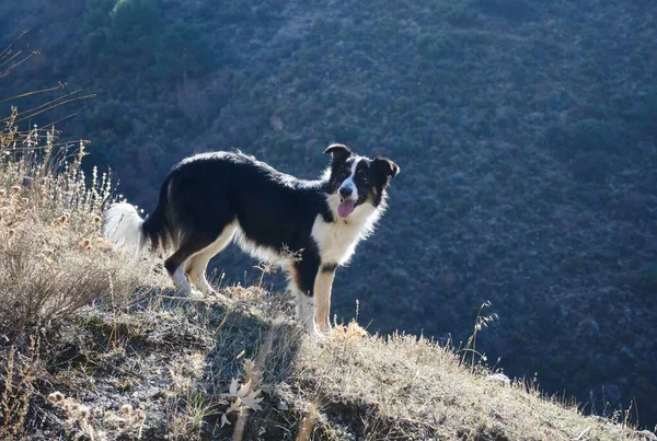 山の中の犬 — ストック写真