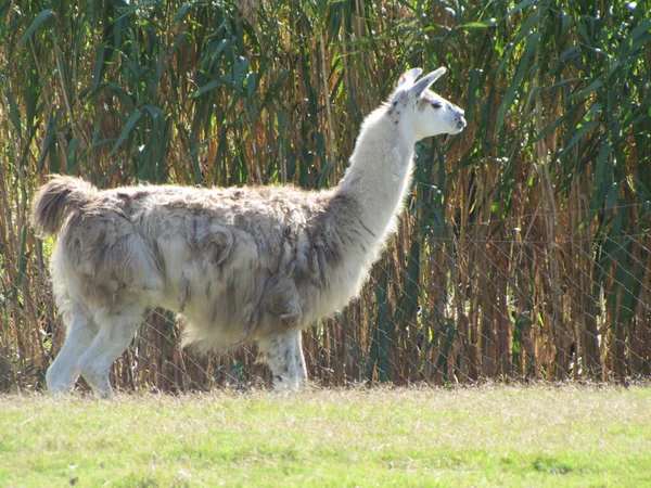 Une Jeune Chèvre Queue Blanche Tient Debout Dans Herbe Verte — Photo