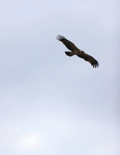 Ένα Πουλί Που Πετάει Στον Ουρανό — Φωτογραφία Αρχείου