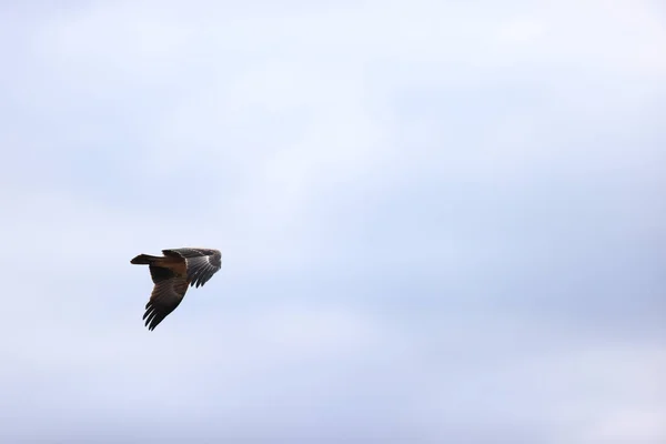 Eine Möwe Fliegt Den Himmel — Stockfoto