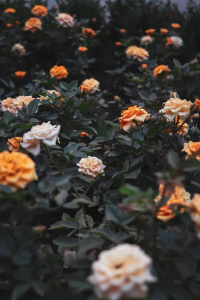 Belles Fleurs Dans Jardin — Photo