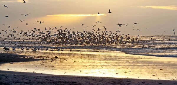 Gaviotas Volando Sobre Mar — Foto de Stock