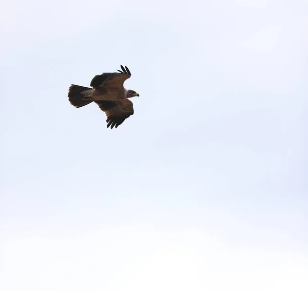 Vliegende Vogel Lucht — Stockfoto