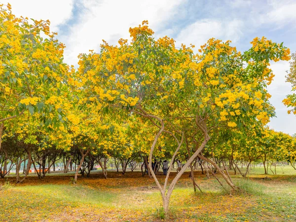 Φθινοπωρινό Τοπίο Κίτρινα Φύλλα Και Κόκκινα Σφενδάμια — Φωτογραφία Αρχείου