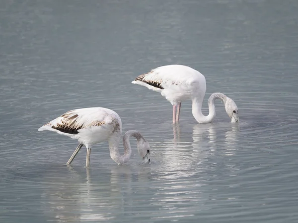 White Egret Water — Stock Photo, Image