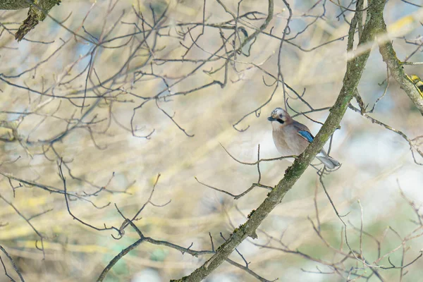 Vue Rapprochée Petit Oiseau — Photo