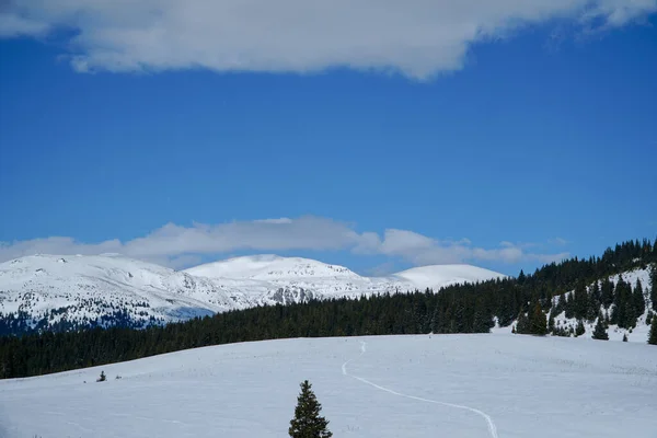 美丽的风景 山上覆盖着白雪的树木 — 图库照片