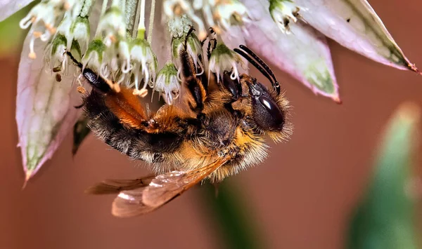 Abelha Uma Flor — Fotografia de Stock