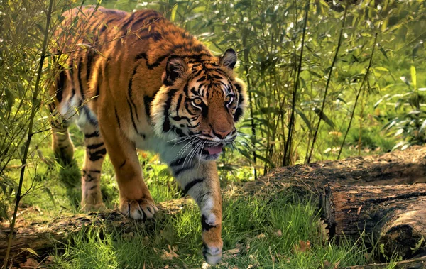 Tigre Zoológico — Foto de Stock