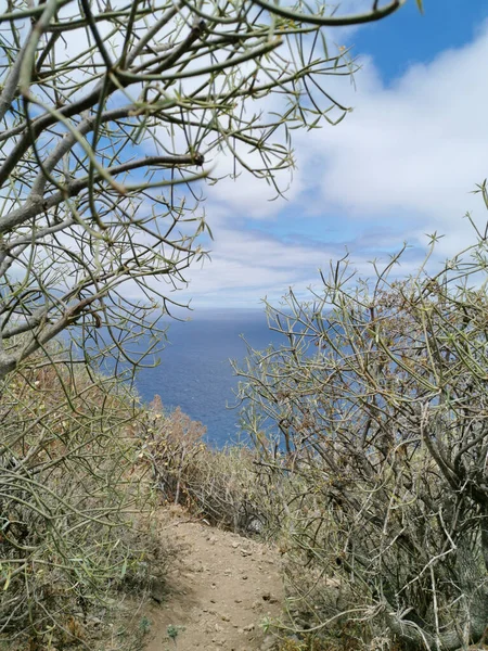 Belle Vue Sur Mer Les Arbres — Photo