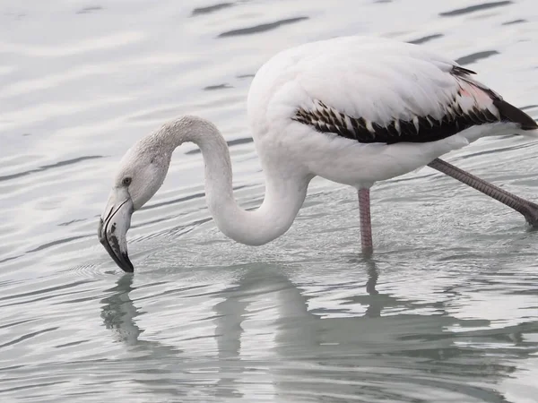 Hermoso Cisne Blanco Agua — Foto de Stock