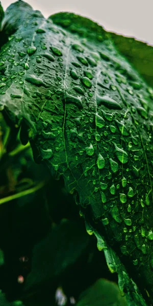 Damlaları Üzerinde Taze Yeşil Yapraklar — Stok fotoğraf