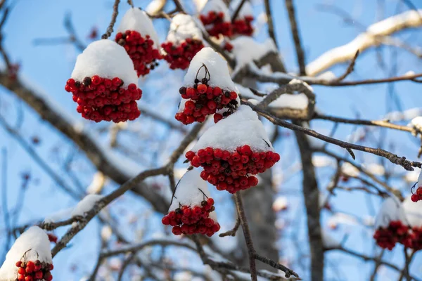 Rode Bessen Van Viburnum Sneeuw — Stockfoto