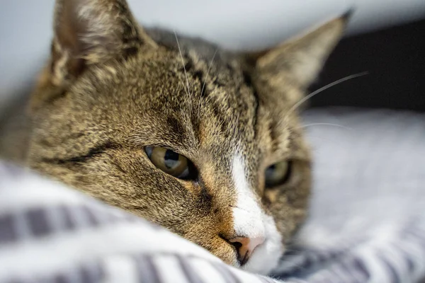 Gato Cama — Fotografia de Stock