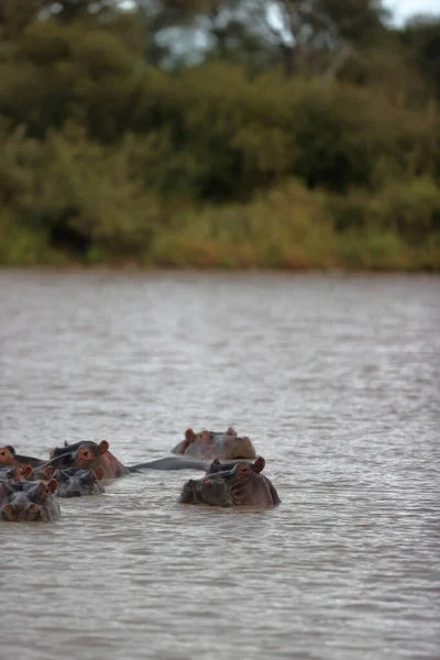 Una Bandada Animales Salvajes Parque Nacional —  Fotos de Stock