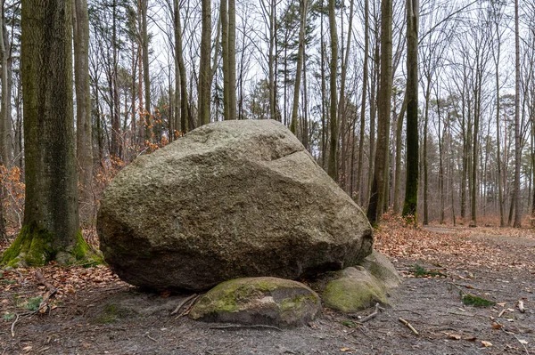 森の中の大きな石 — ストック写真