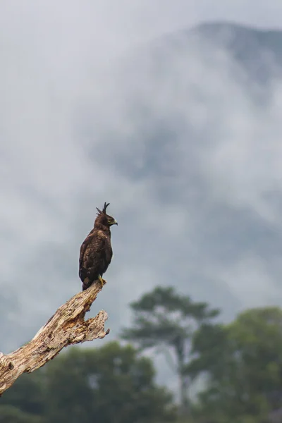 Oiseau Sur Une Branche Arbre Dans Forêt — Photo