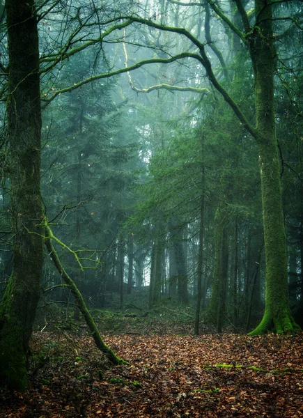 Belle Forêt Matin — Photo