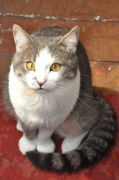 Retrato Gato Bonito — Fotografia de Stock