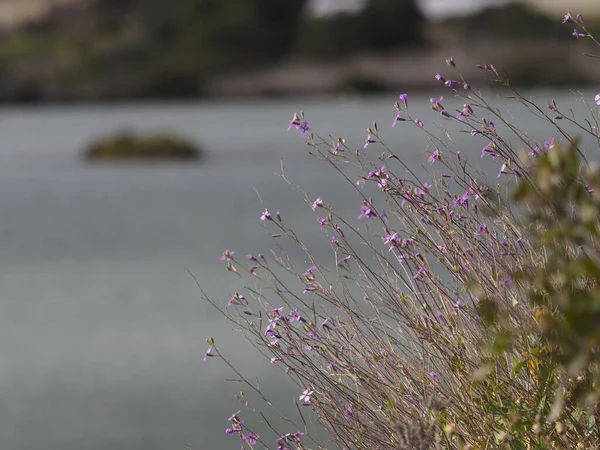 Bellissimi Fiori Giardino — Foto Stock