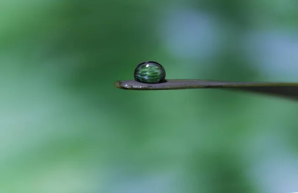 Зелений Лист Падінням Роси — стокове фото