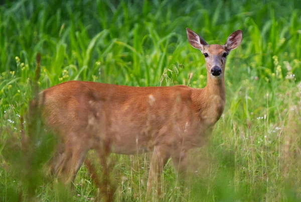 Hermoso Ciervo Bosque — Foto de Stock